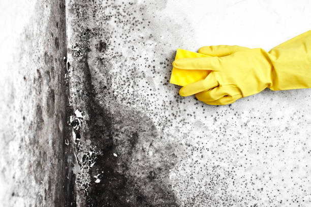Best Emergency Mold Removal  in Barnesville, GA