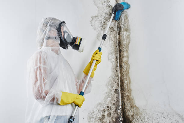 Best Mold Removal Company Near Me  in Barnesville, GA