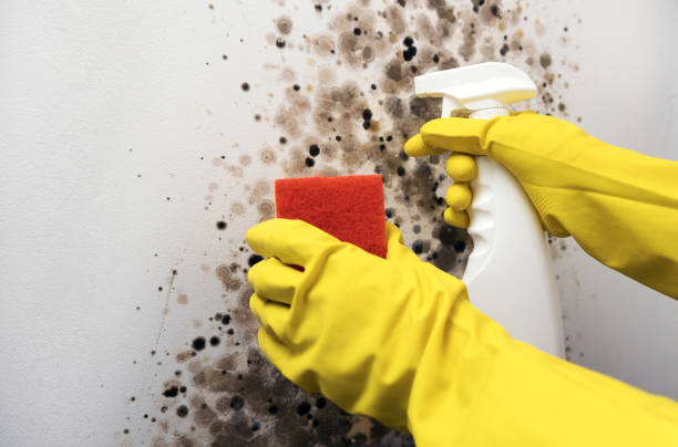 Attic Mold Removal in Barnesville, GA